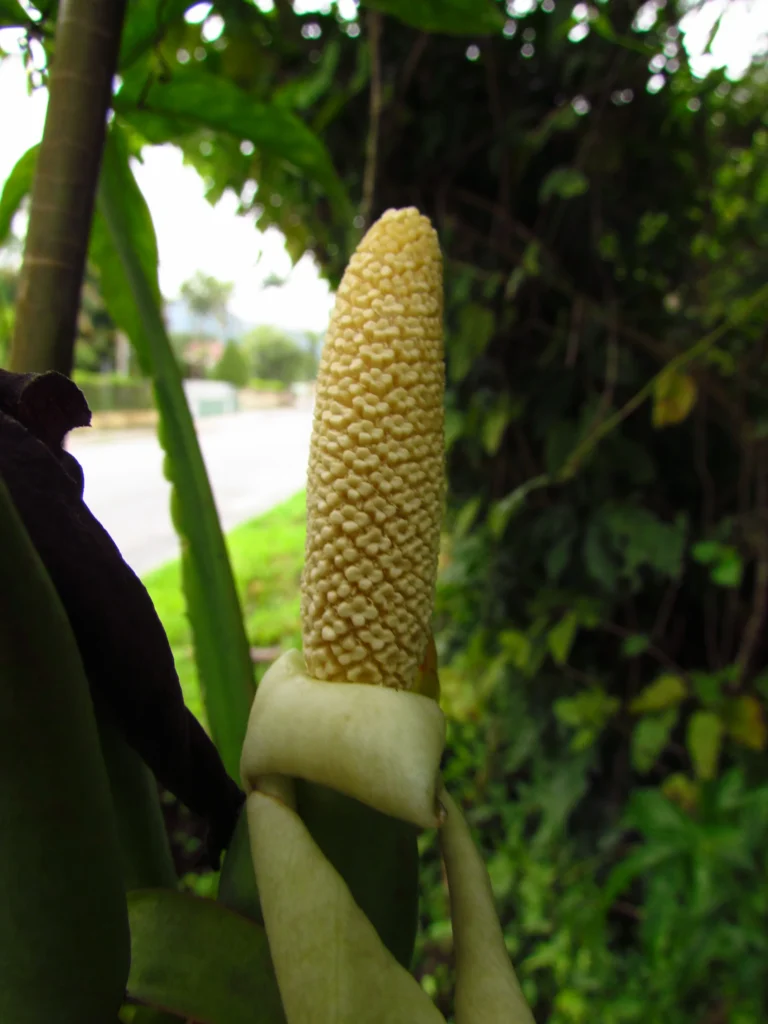 Syngonium angustatum (17)