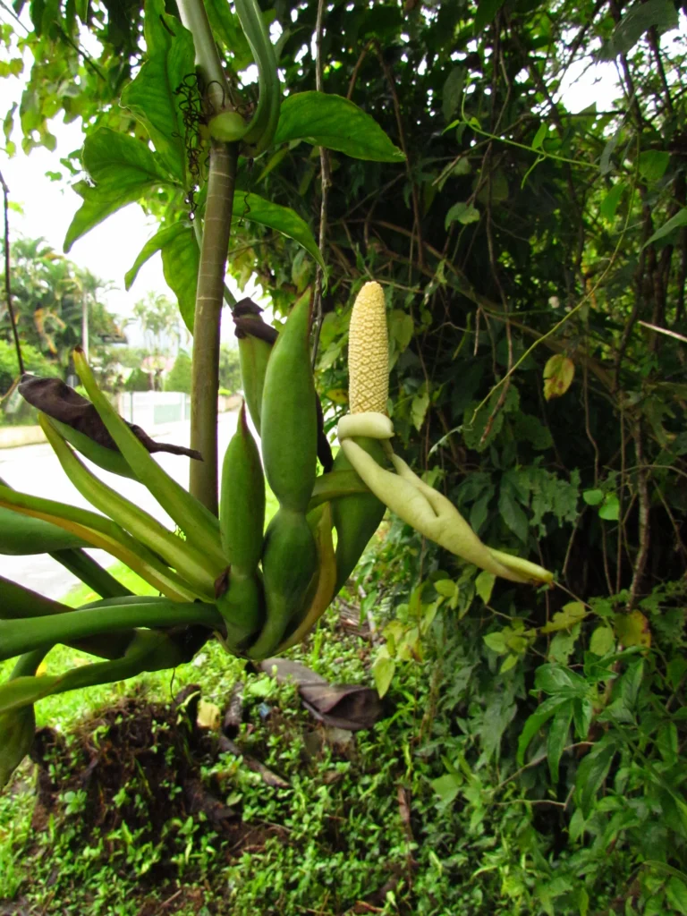 Syngonium angustatum (15)