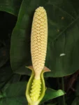 Syngonium angustatum (14)