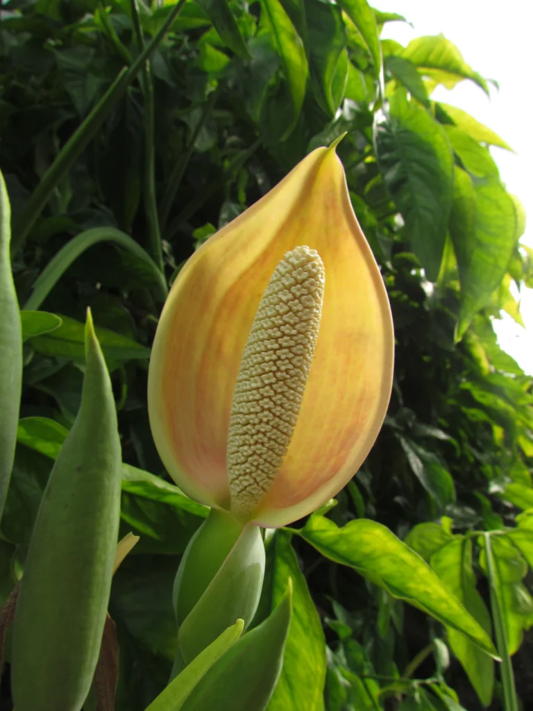 Syngonium angustatum (10)