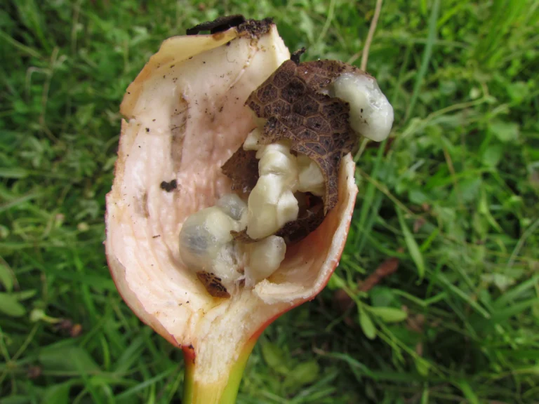 Syngonium angustatum (8)