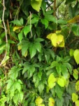 Syngonium angustatum (1)