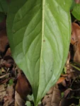 Spathicarpha hastifolia (11)