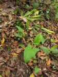 Spathicarpha hastifolia (10)
