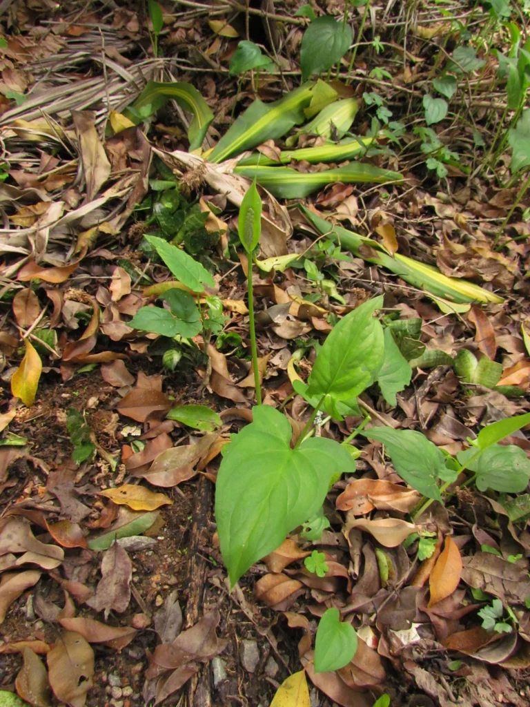 Spathicarpha hastifolia (10)