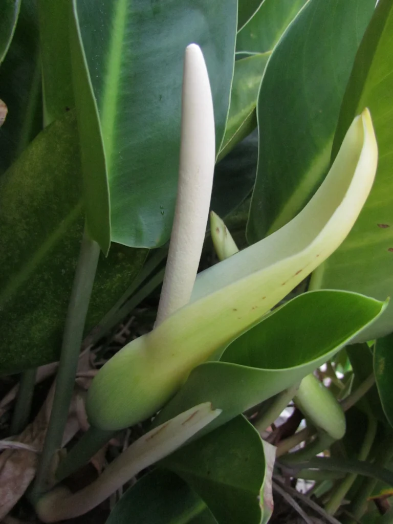Philodendron renauxii (32)