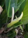 Philodendron renauxii (31)