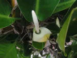 Philodendron renauxii (29)