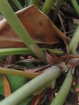 Philodendron renauxii (26)