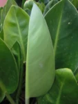 Philodendron renauxii (24)