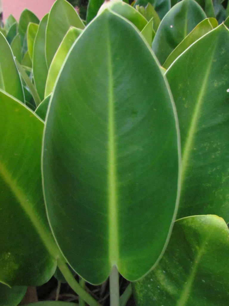 Philodendron renauxii (23)