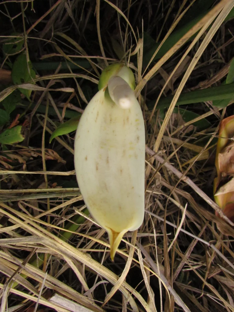Philodendron renauxii (18)
