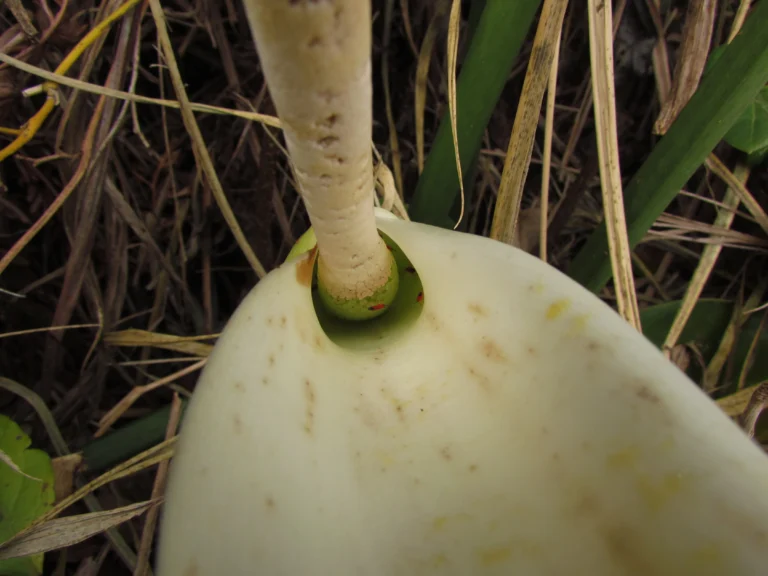 Philodendron renauxii (17)