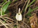 Philodendron renauxii (14)