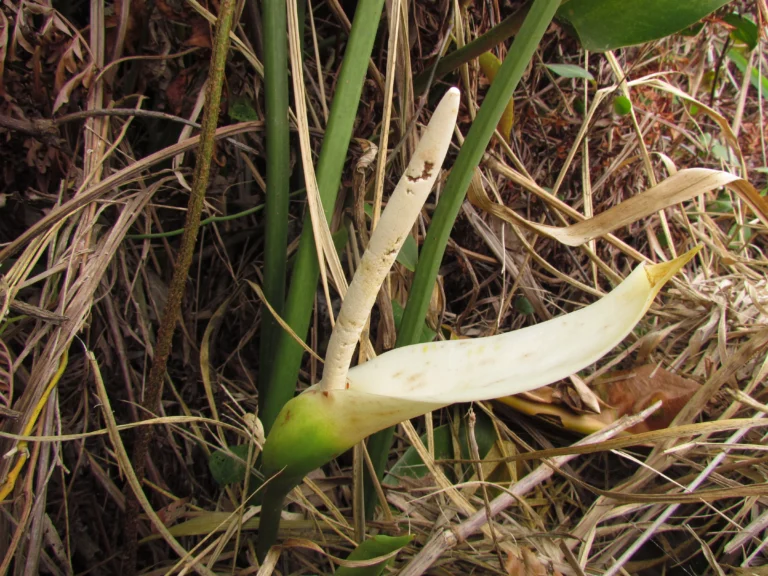 Philodendron renauxii (15)