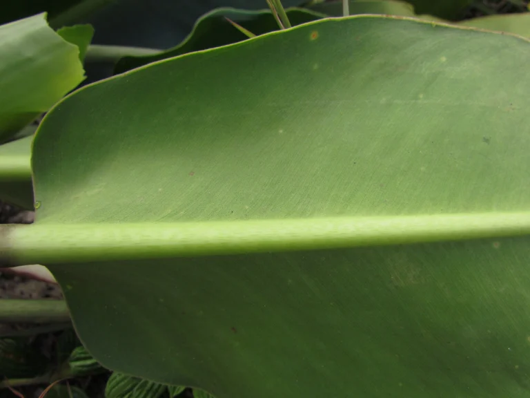 Philodendron renauxii (12)