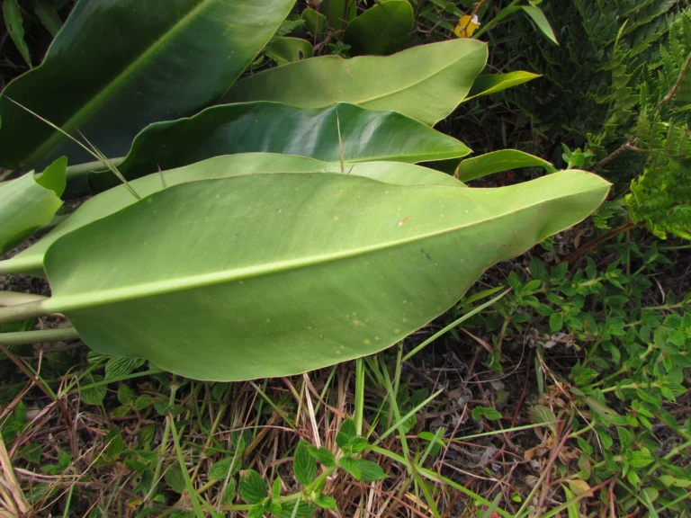 Philodendron renauxii (11)
