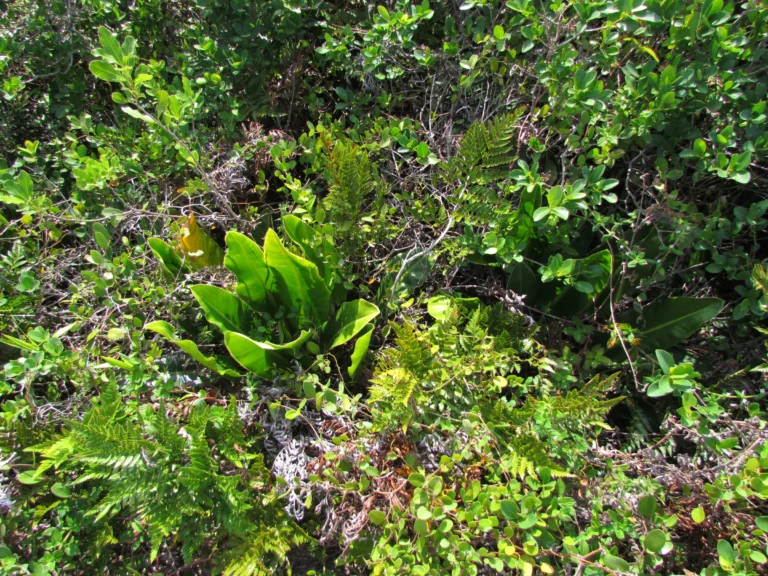 Philodendron renauxii (7)