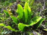 Philodendron renauxii (8)