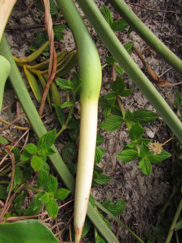 Philodendron renauxii (5)