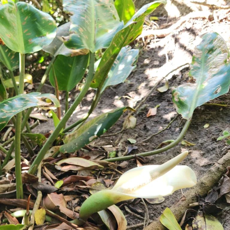 Philodendron renauxii (4)