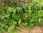 Philodendron renauxii (2)