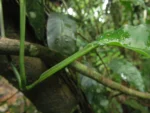 Philodendron propinquun (5)