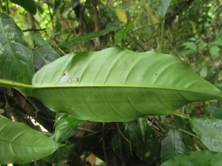 Philodendron propinquun (6)