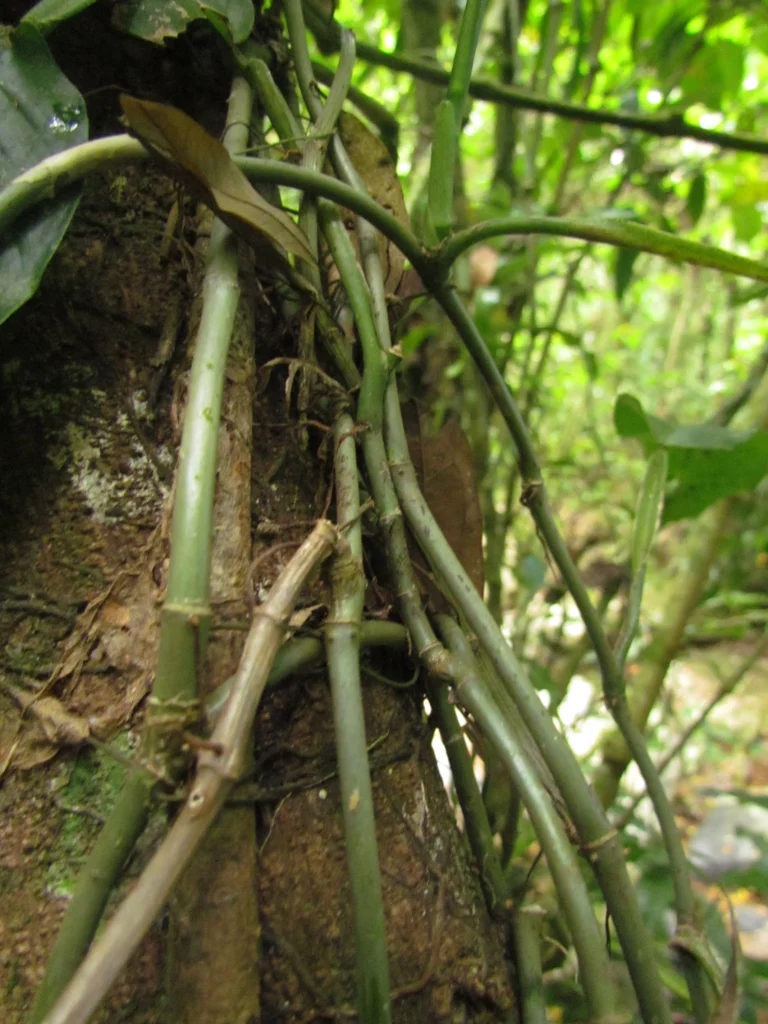 Philodendron propinquun (7)