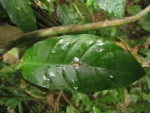 Philodendron propinquun (4)