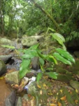 Philodendron propinquun (1)