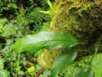 Philodendron missionum (24)