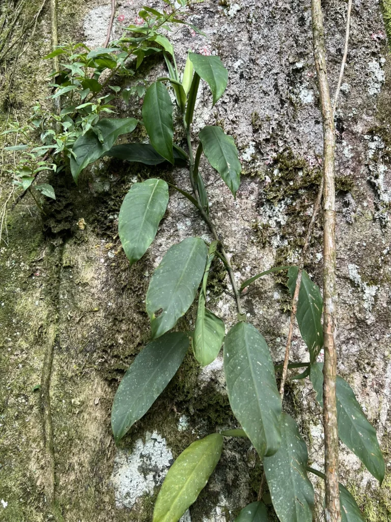 Philodendron propinquun (1)