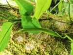 Philodendron missionum (23)