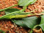 Philodendron missionum (19)
