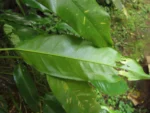 Philodendron missionum (14)