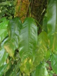 Philodendron missionum (12)