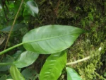 Philodendron missionum (9)