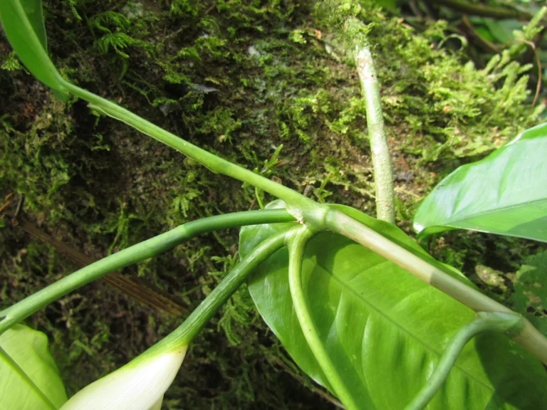 Philodendron missionum (8)