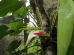 Philodendron meridionale (31)