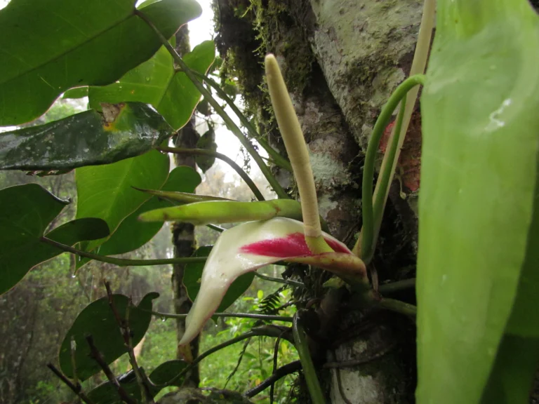 Philodendron meridionale (31)