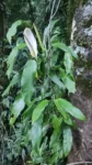Philodendron missionum (1)