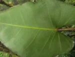 Philodendron meridionale (25)
