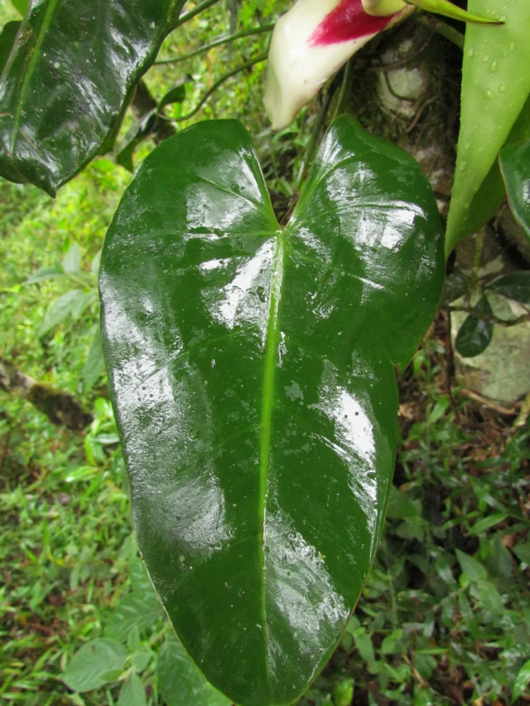 Philodendron meridionale (23)