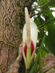 Philodendron meridionale (20)