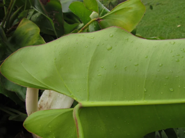 Philodendron meridionale (14)