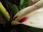 Philodendron meridionale (11)