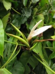 Philodendron meridionale (12)