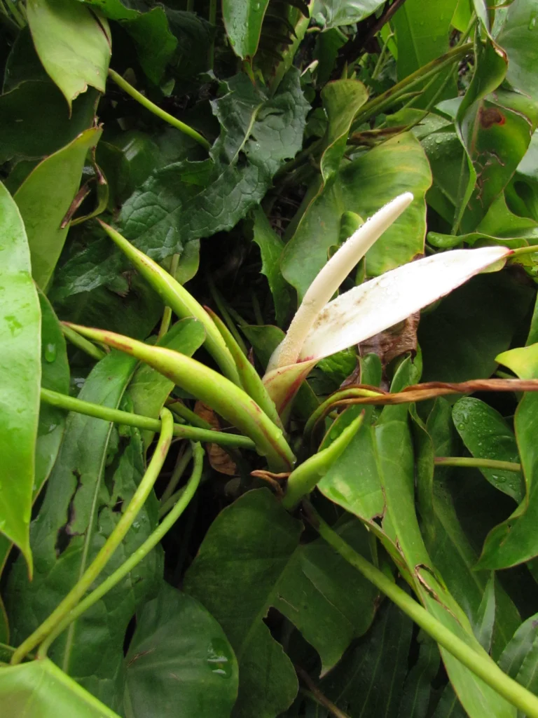 Philodendron meridionale (12)