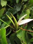 Philodendron meridionale (8)